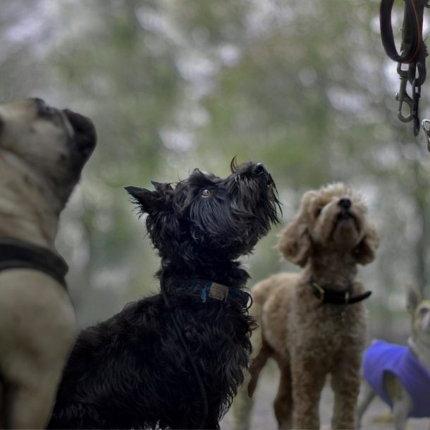 Dogs sitting nicely for a trainer doing a board and train program or doggy bootcamp.