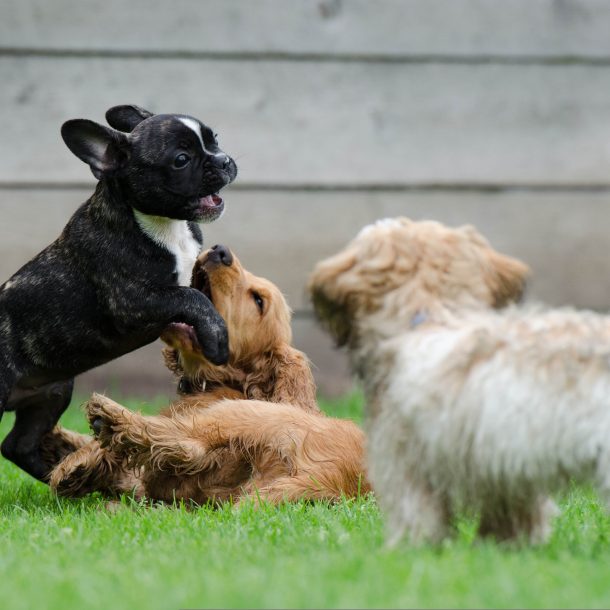 Resocialization Sessions - Dogs Playing Together