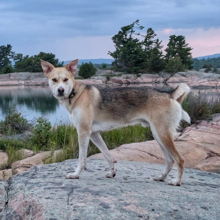 Balto
