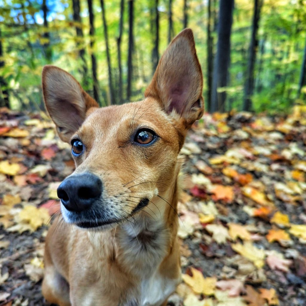 Foxy